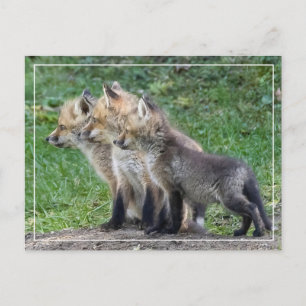Drei Fox Kits Postkarte