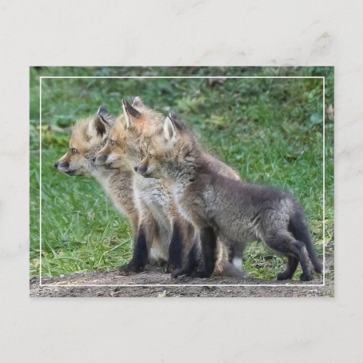 Drei Fox Kits Postkarte (Vorderseite)