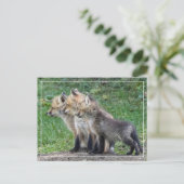 Drei Fox Kits Postkarte (Stehend Vorderseite)