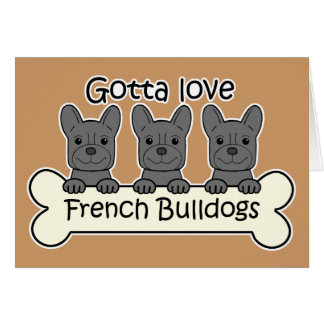 Drei französische Bulldoggen