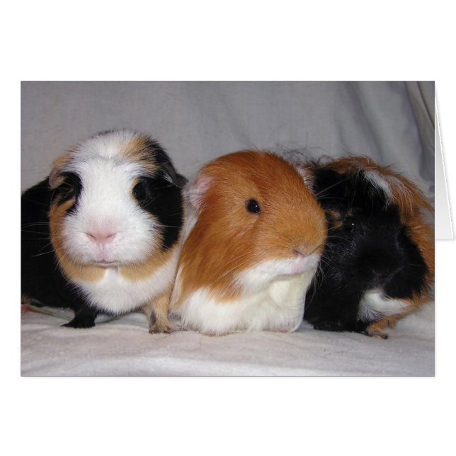 Drei Freunde (Vorderseite (Horizontal))