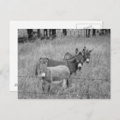 Drei Freunde Postkarte (Vorne/Hinten)