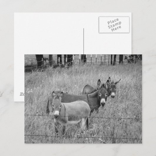 Drei Freunde Postkarte (Vorne/Hinten)