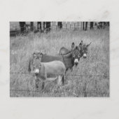 Drei Freunde Postkarte (Vorderseite)