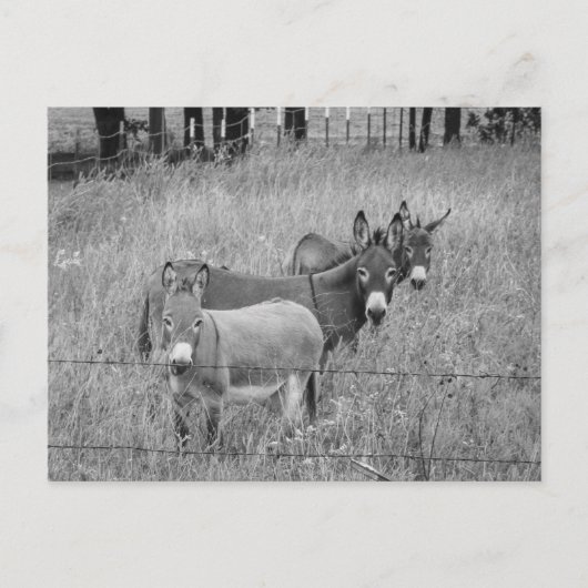 Drei Freunde Postkarte (Vorderseite)