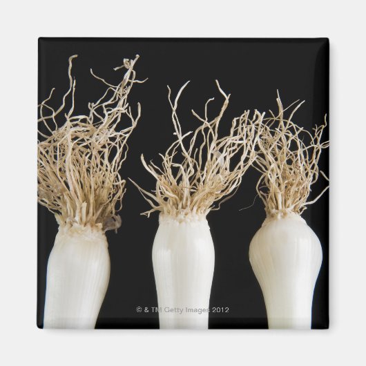 Drei Frühlingszwiebeln Magnet (Vorne)