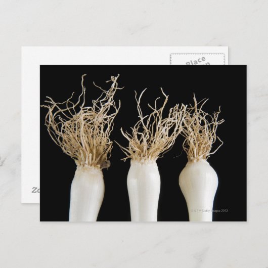 Drei Frühlingszwiebeln Postkarte (Vorne/Hinten)