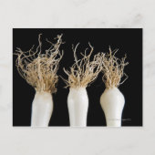 Drei Frühlingszwiebeln Postkarte (Vorderseite)