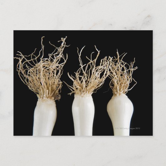 Drei Frühlingszwiebeln Postkarte (Vorderseite)