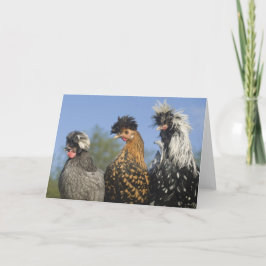 Drei Funky Polish Chickens - Funny Birds Karte