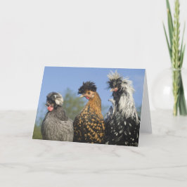 Drei Funky Polish Chickens - Funny Birds Karte