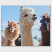 Drei Funny Alpacas Geschenkpapier (Flach)