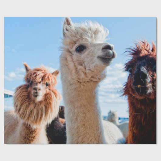 Drei Funny Alpacas Geschenkpapier (Flach)