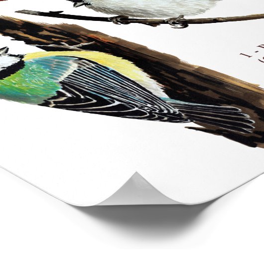 Drei Gartenvögel Poster (Ecke)