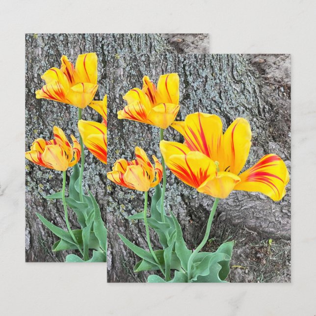 Drei Gelbe Tulips Sequel / Scrapbook Paper (Vorne/Hinten)
