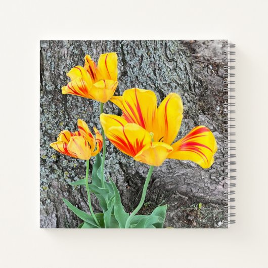 Drei Gelbe Tulips-Sequel / Skizze Notizblock (Rückseite)