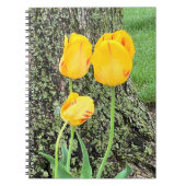 Drei gelbe Tulips / Spirale Notizblock (Vorderseite)