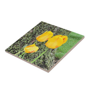 Drei gelbe Tulissen / Fliese