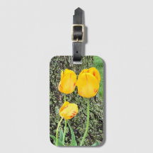 Drei gelbe Tulissen /