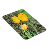 Drei gelbe Tulpen / flexibel Magnet (Rechte Seite)