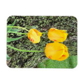 Drei gelbe Tulpen / flexibel Magnet (Horizontal)