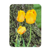 Drei gelbe Tulpen / flexibel Magnet (Vertikal)