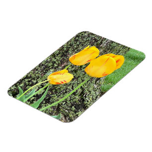 Drei gelbe Tulpen / flexibel Magnet