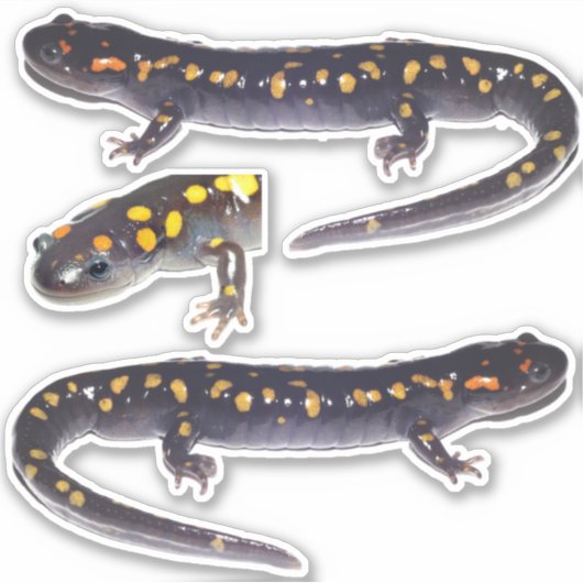 Drei Gepunktete Salamander Vinyl Stickers Aufkleber (Vorderseite)