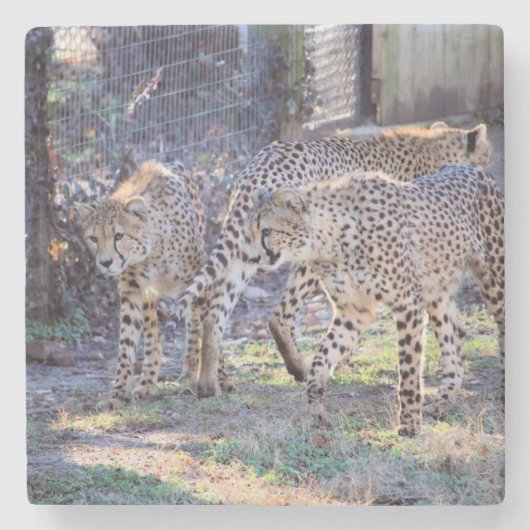 Drei Geschwindigkeiten Steinuntersetzer (Vorderseite)