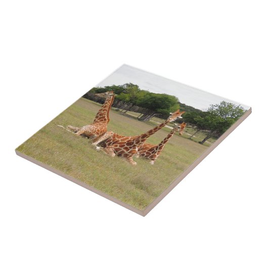 Drei Giraffen bei Fossil Rim Fliese (Seite)