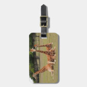 Drei Giraffen bei Fossil Rim Gepäckanhänger (Vorderseite vertikal)