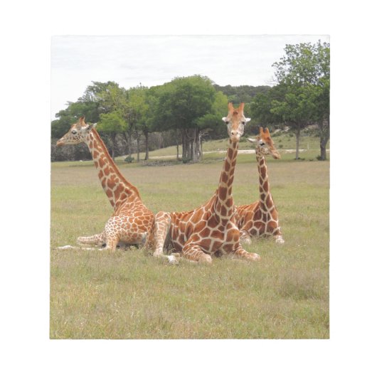 Drei Giraffen bei Fossil Rim Notizblock (Vorderseite)
