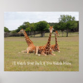 Drei Giraffen bei Fossil Rim Poster (Vorne)