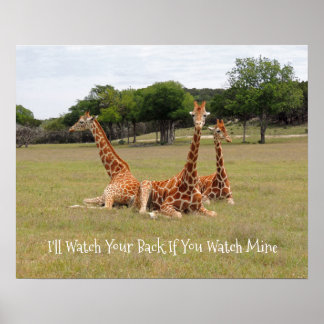 Drei Giraffen bei Fossil Rim Poster