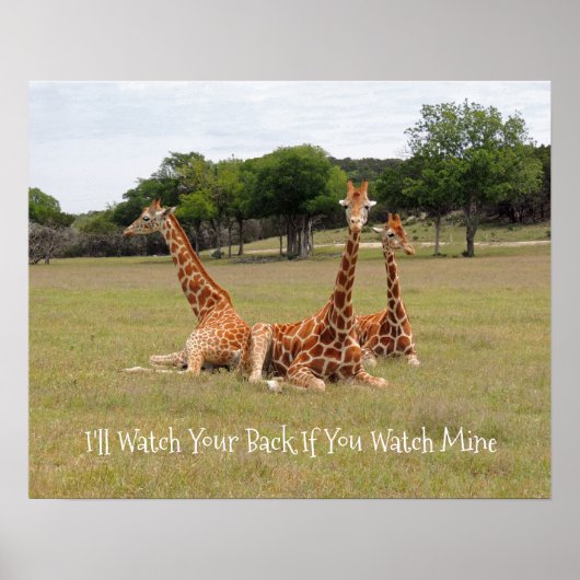 Drei Giraffen bei Fossil Rim Poster (Vorne)
