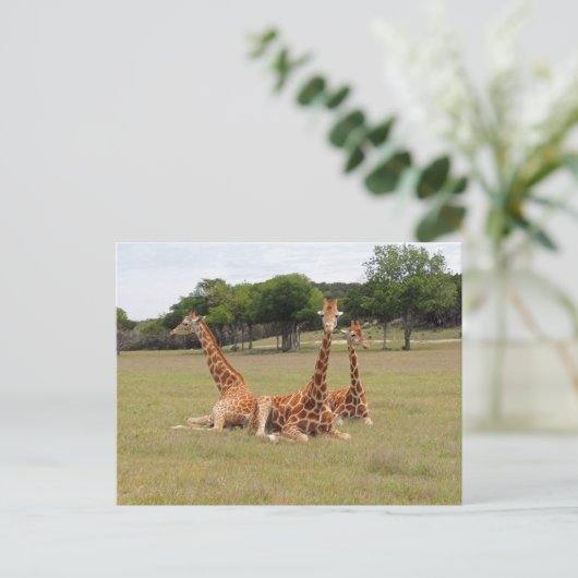 Drei Giraffen bei Fossil Rim Postkarte (Stehend Vorderseite)