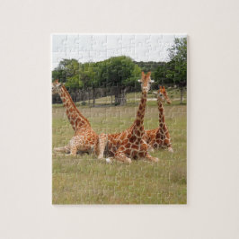 Drei Giraffen bei Fossil Rim Puzzle