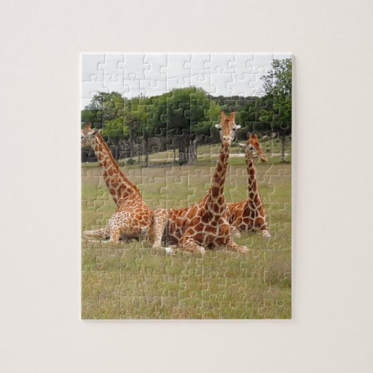 Drei Giraffen bei Fossil Rim Puzzle (Vertikal)