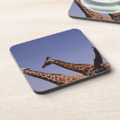 Drei Giraffen Getränkeuntersetzer (Linke Seite)