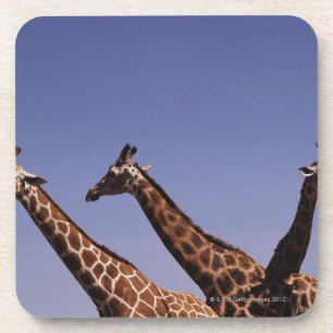 Drei Giraffen Getränkeuntersetzer