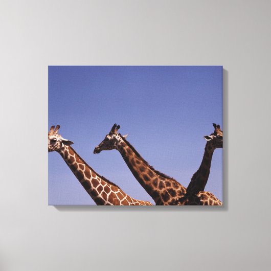 Drei Giraffen Leinwanddruck (Vorderseite)