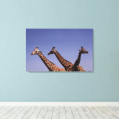 Drei Giraffen Leinwanddruck (Insitu (Holzboden))