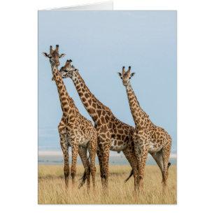 Drei Giraffen posieren