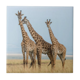 Drei Giraffen posieren Fliese