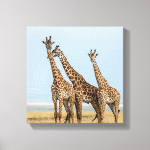 Drei Giraffen posieren Leinwanddruck