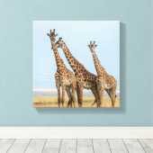 Drei Giraffen Posing Leinwanddruck (Insitu (Holzboden))