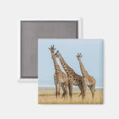 Drei Giraffen Posing Magnet (Vorderseite/Rückseite)