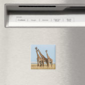 Drei Giraffen Posing Magnet (In Situ (Geschirrspüler))