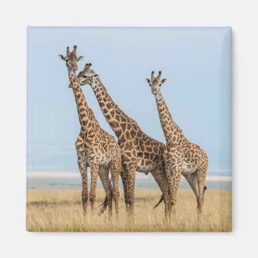 Drei Giraffen Posing Magnet (Vorne)