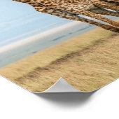 Drei Giraffen Posing Poster (Ecke)